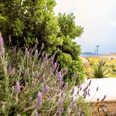 Opus Lejlighed Agios Stefanos (Mykonos)